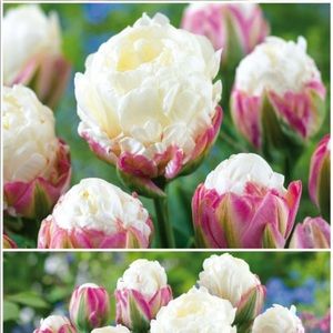 Meet your Posher, Carmen rosa